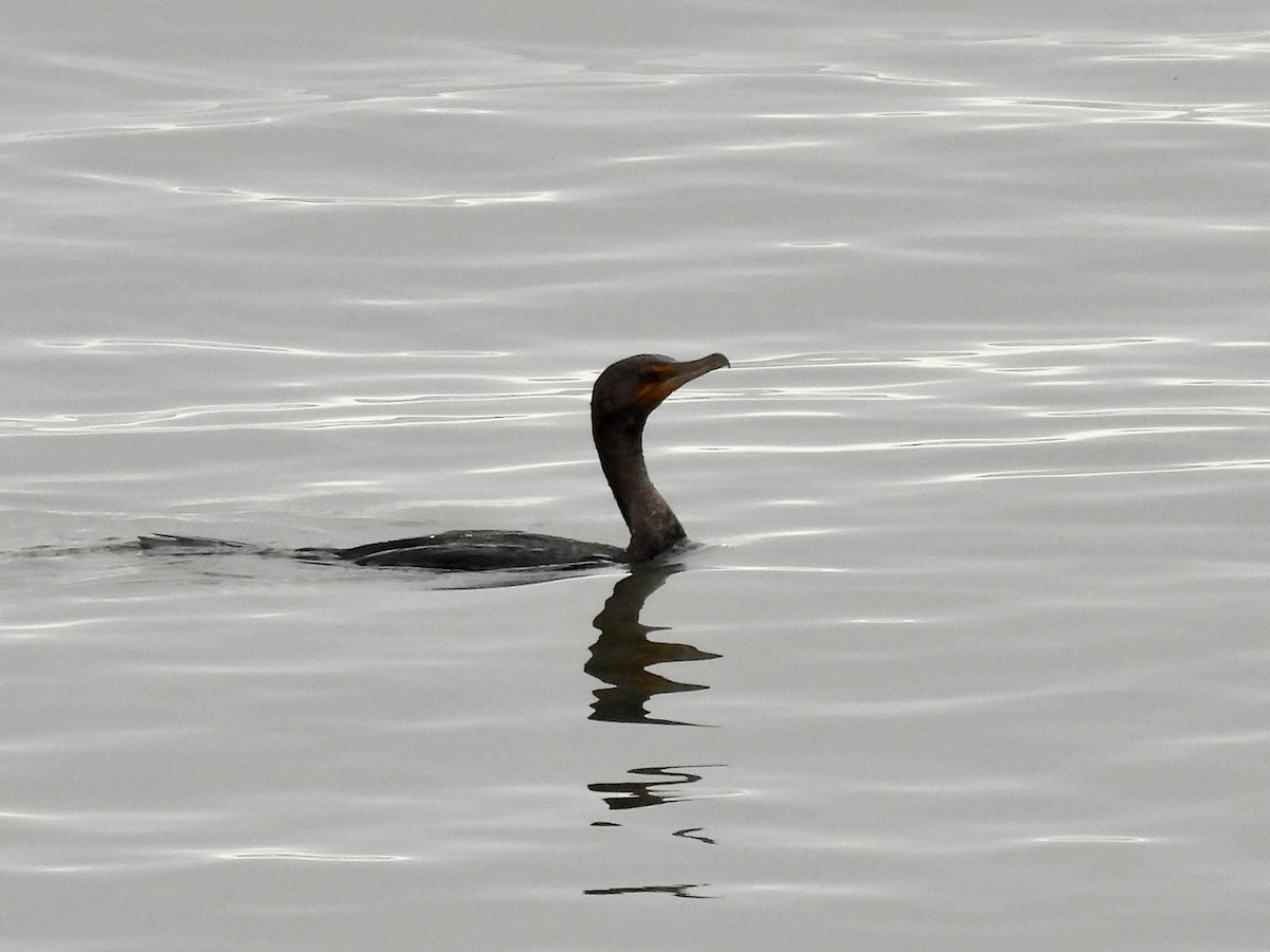 Double-crested Cormorant - ML647311954