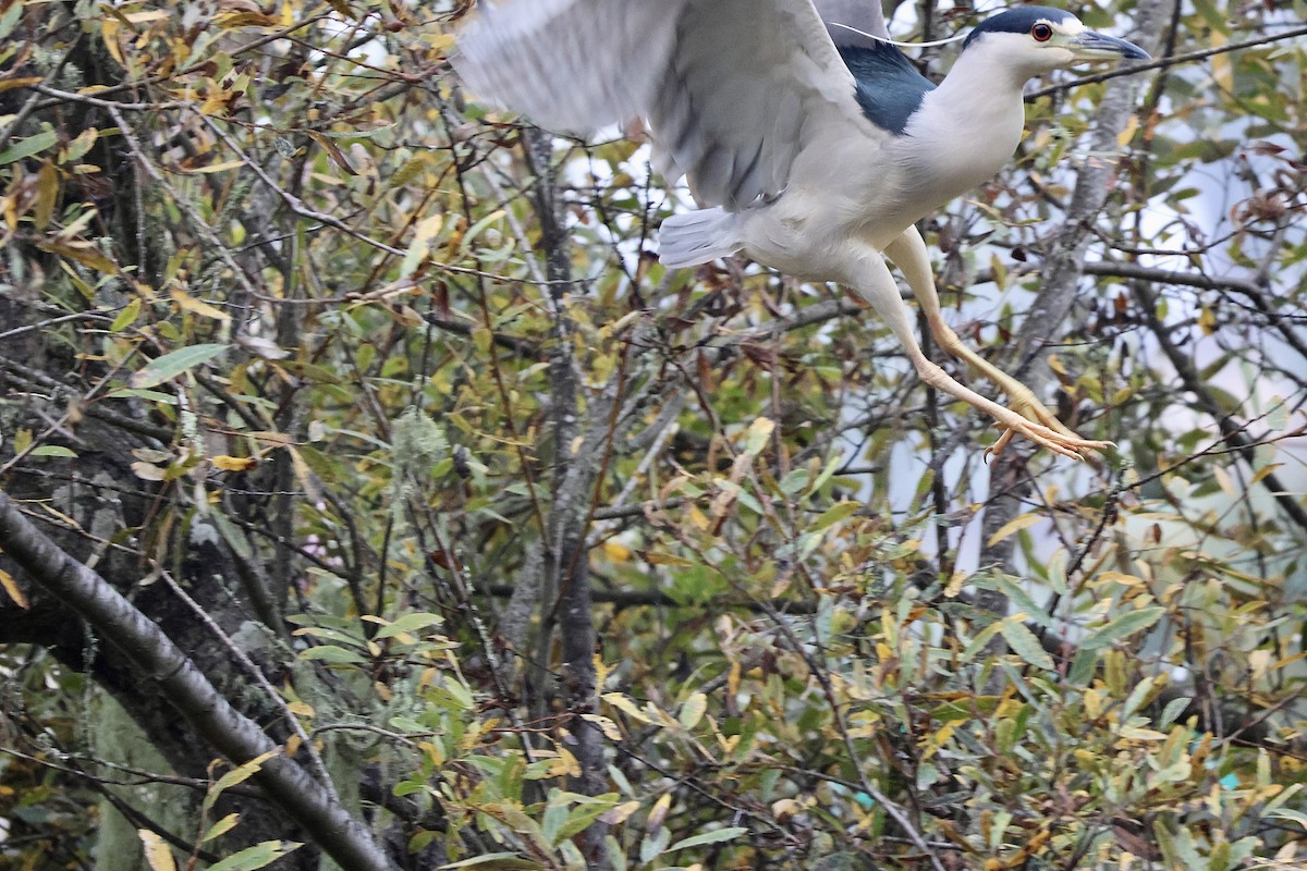 Black-crowned Night Heron (American) - ML647311957