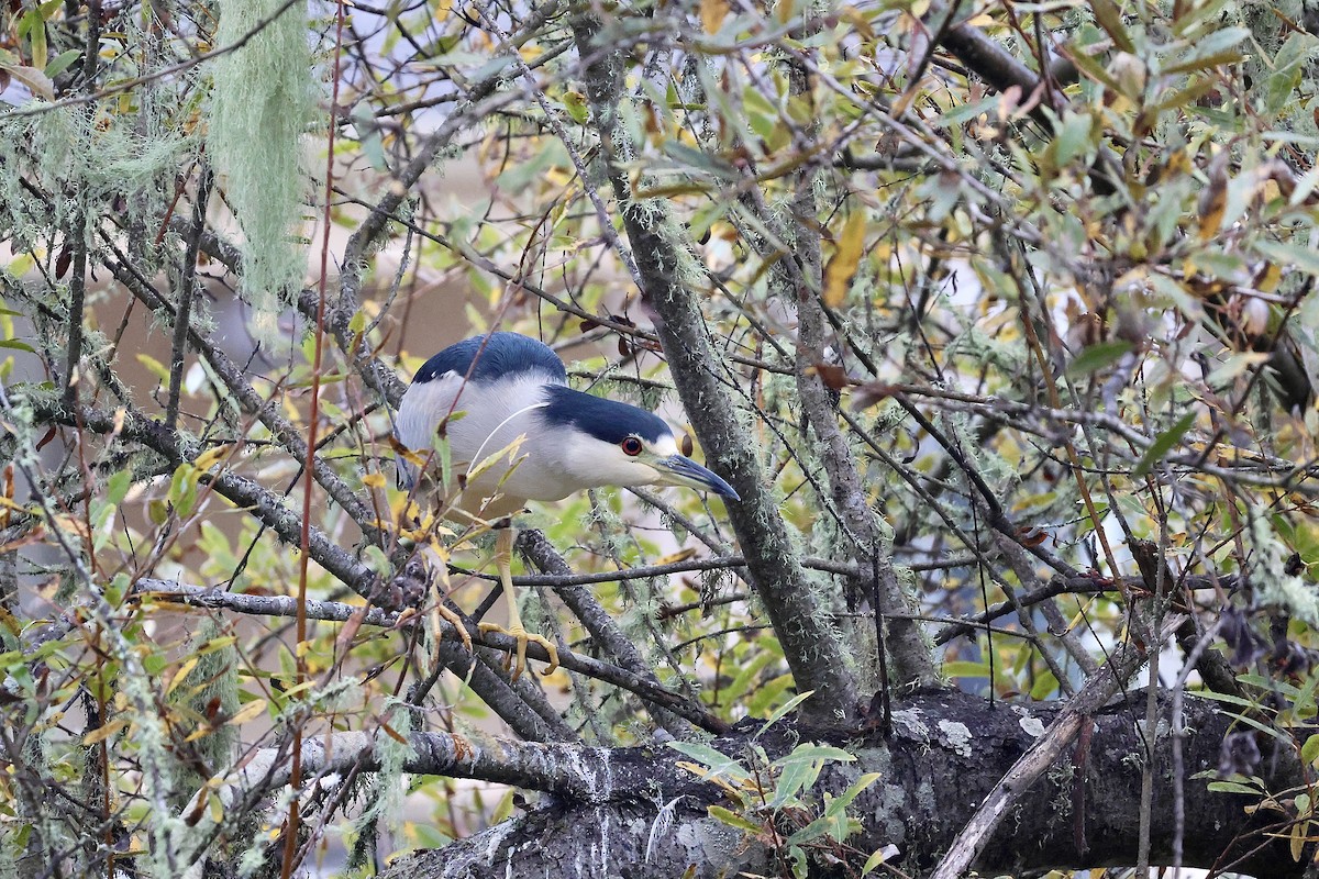 Black-crowned Night Heron (American) - ML647311958