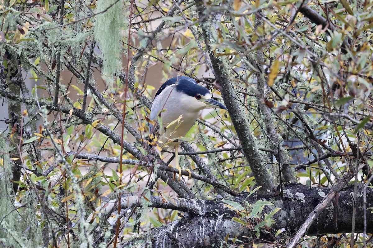 Black-crowned Night Heron (American) - ML647311959
