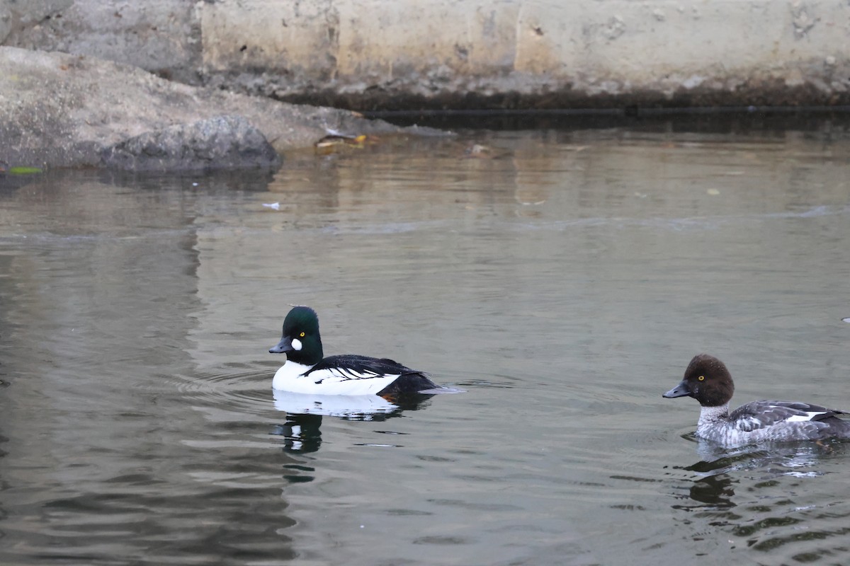 Common Goldeneye - ML647311982