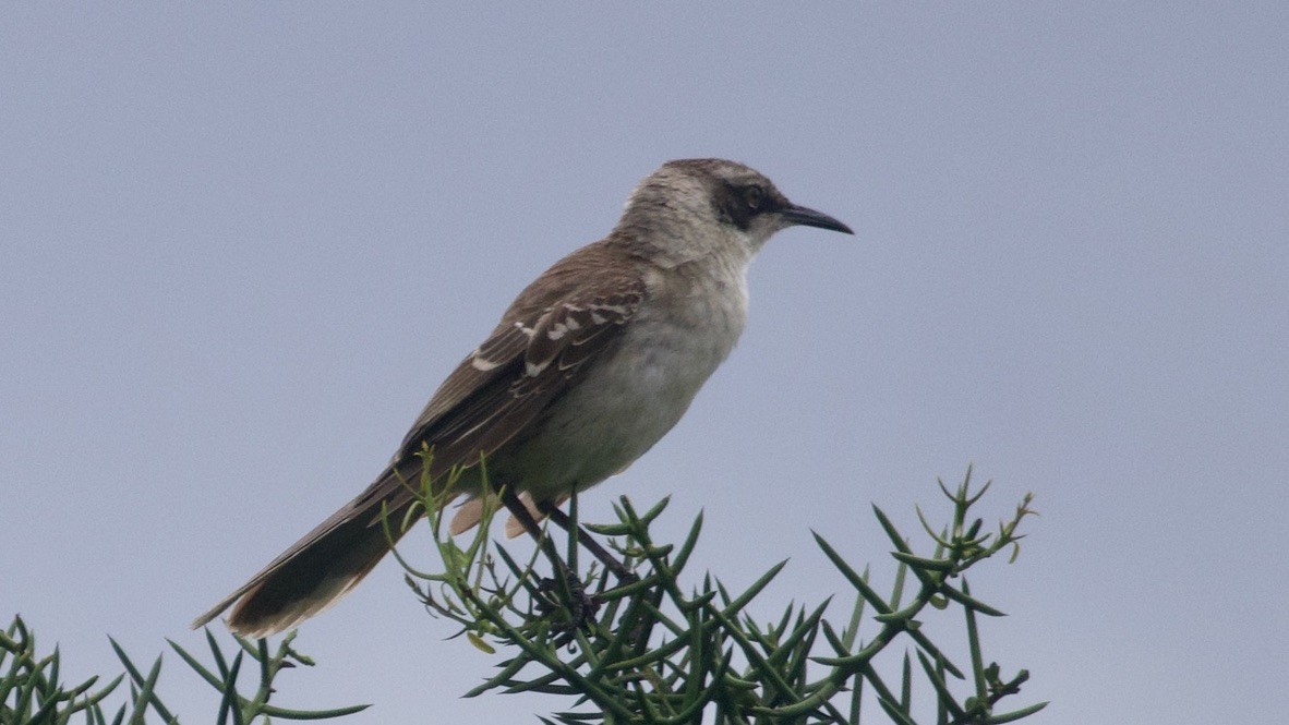 Galapagos Mockingbird - ML647311989