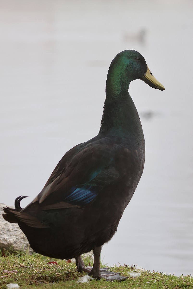 Mallard (Domestic type) - ML647312003