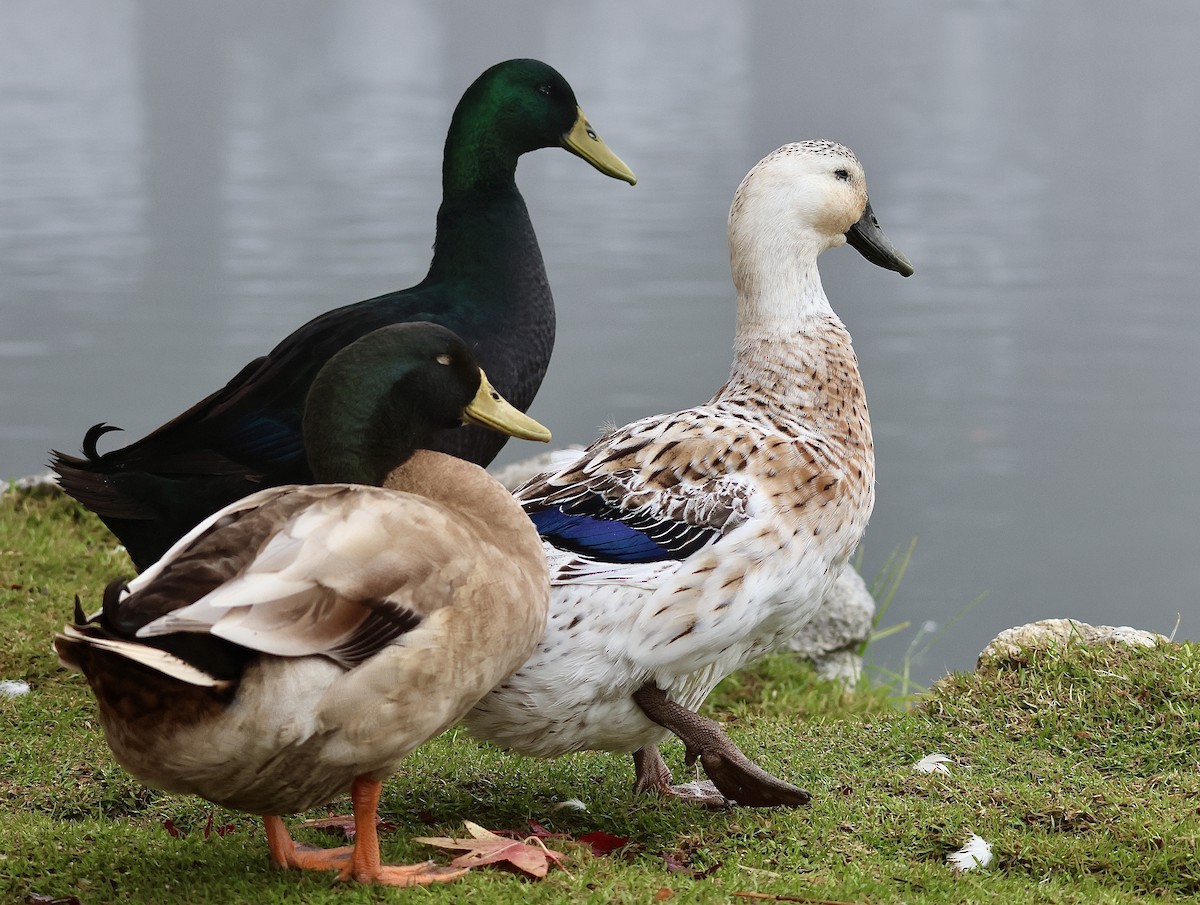 Mallard (Domestic type) - ML647312004