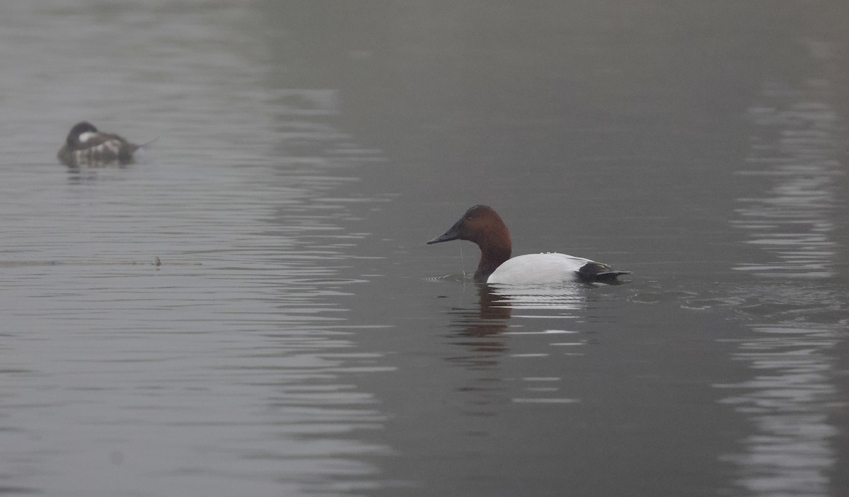 Canvasback - ML647312013