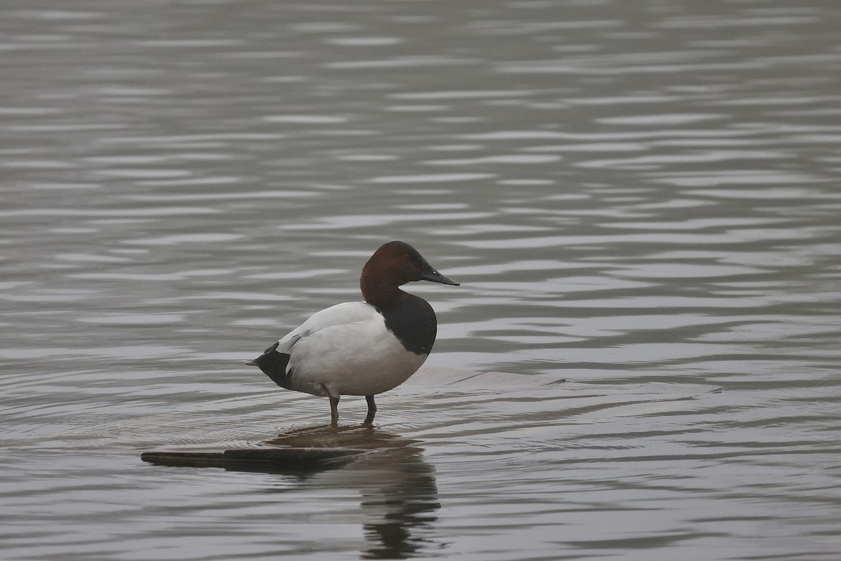 Canvasback - ML647312015
