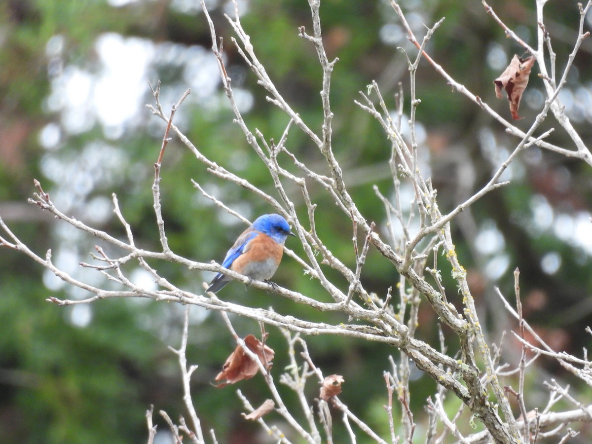 Western Bluebird - ML647312018