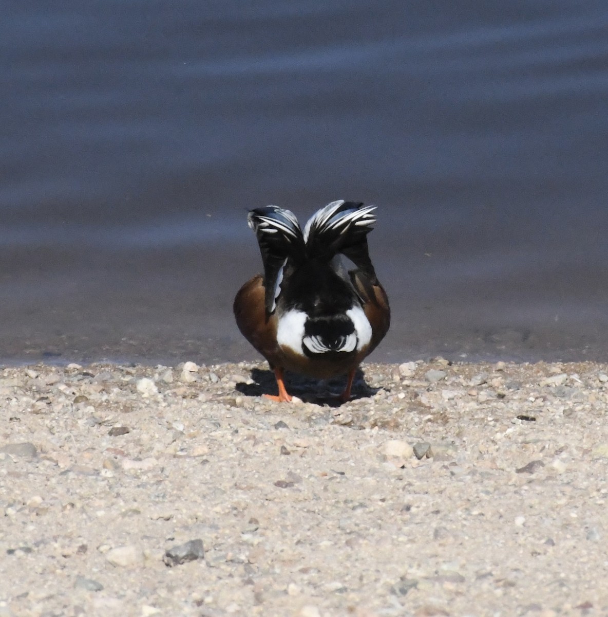 skjeand - ML647312021