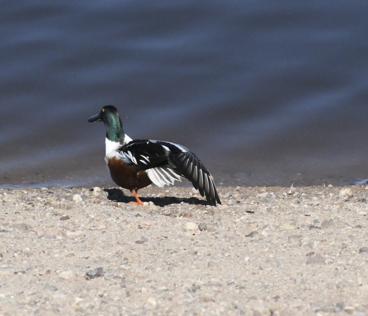 skjeand - ML647312022