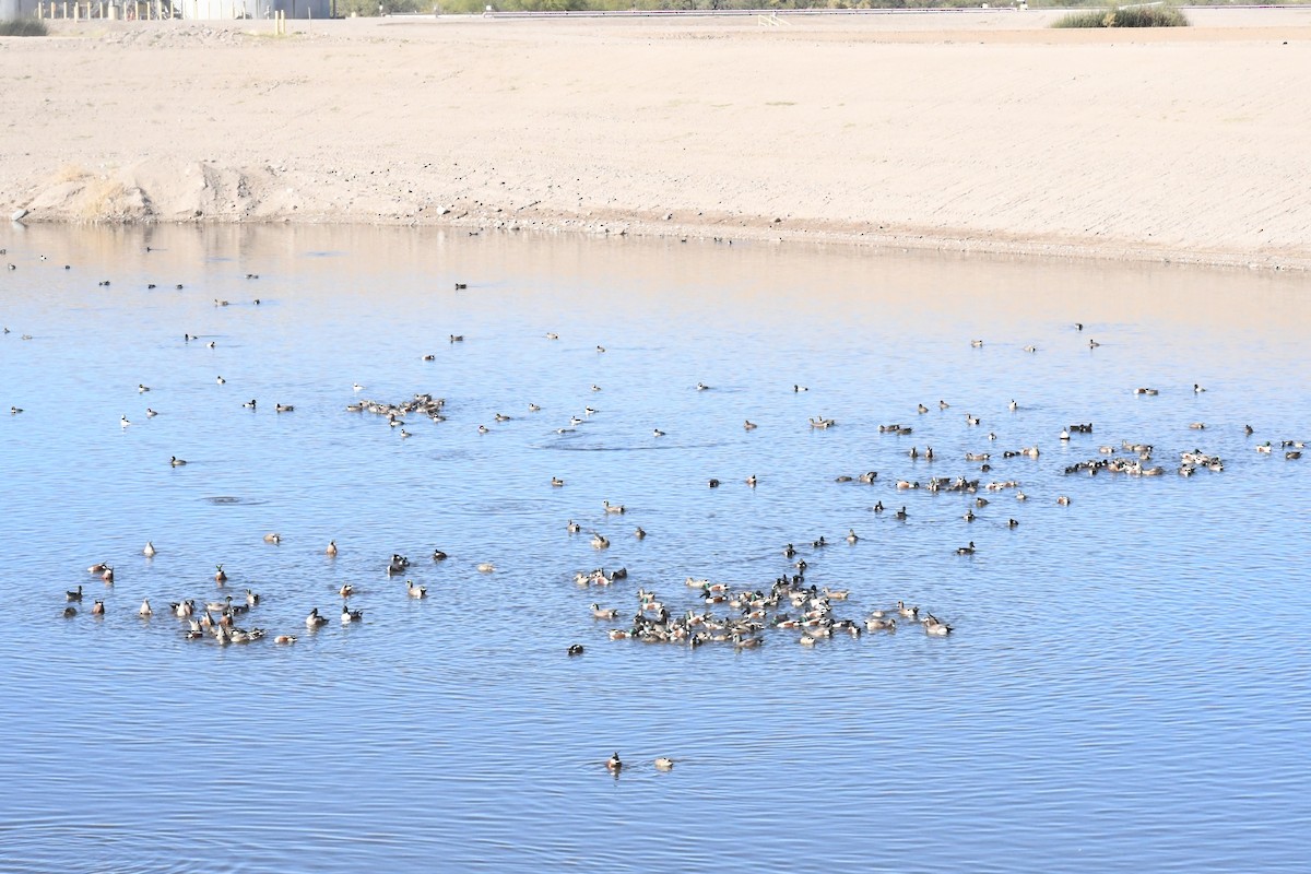 skjeand - ML647312023