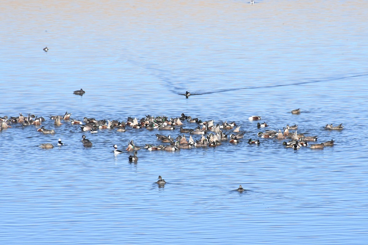 skjeand - ML647312024