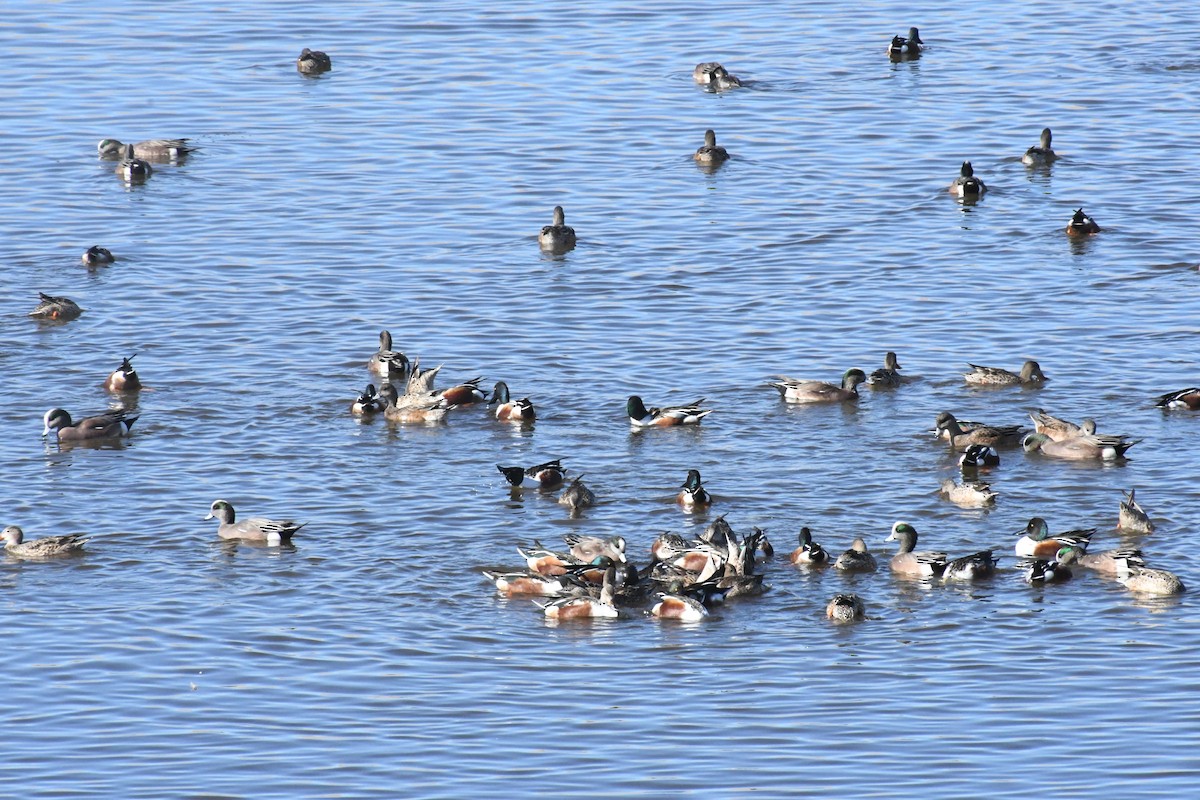 skjeand - ML647312025