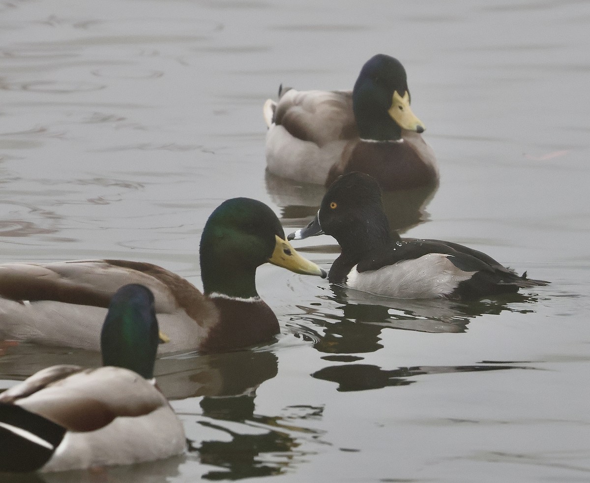 Ring-necked Duck - ML647312026