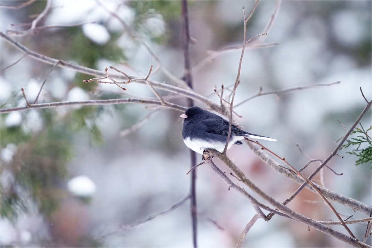 Winterammer - ML647312027