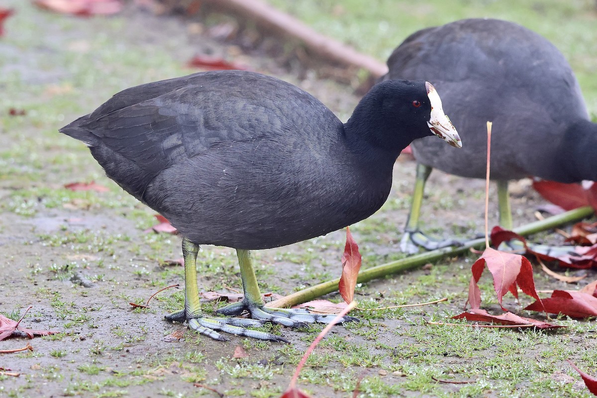 American Coot (Red-shielded) - ML647312033