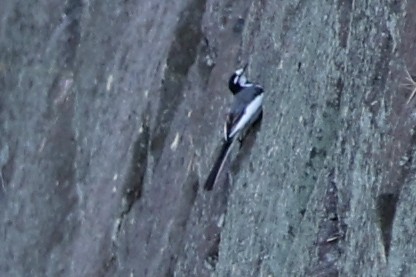 Japanese Wagtail - ML647312040