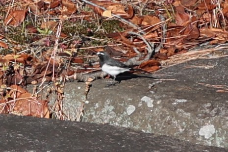 Japanese Wagtail - ML647312041