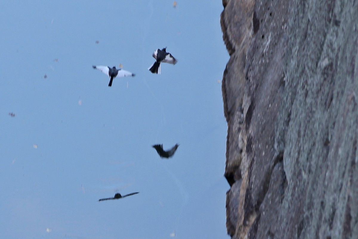 Japanese Wagtail - ML647312042