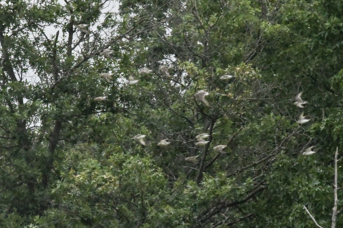 bonapartesnipe - ML647312045