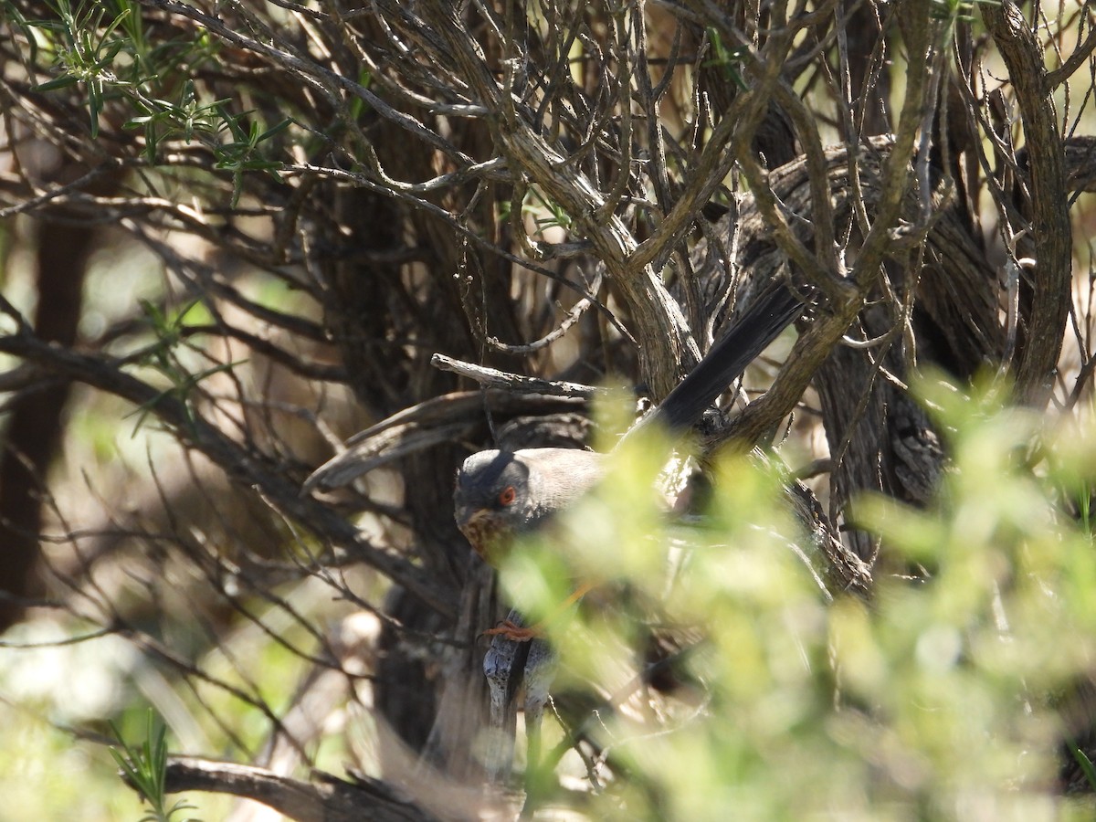 Funda Ötleğeni - ML647312053