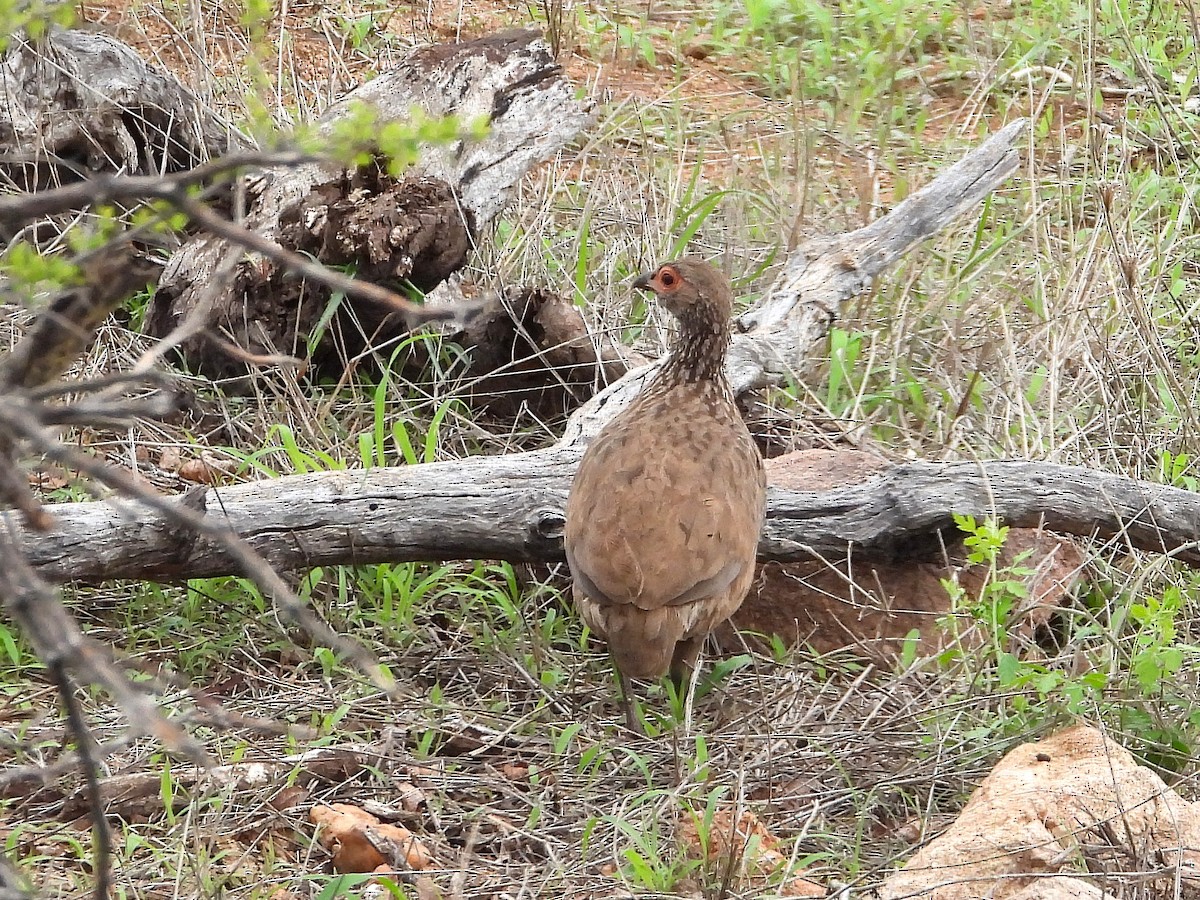 Swainson's Spurfowl - ML647312055