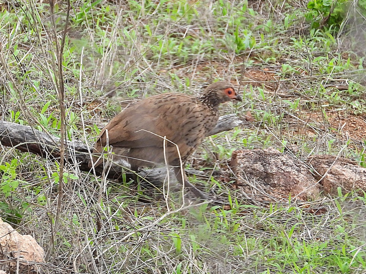Swainson's Spurfowl - ML647312056