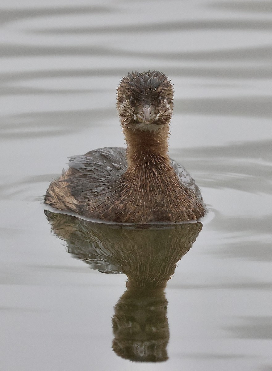 Pied-billed Grebe - ML647312057
