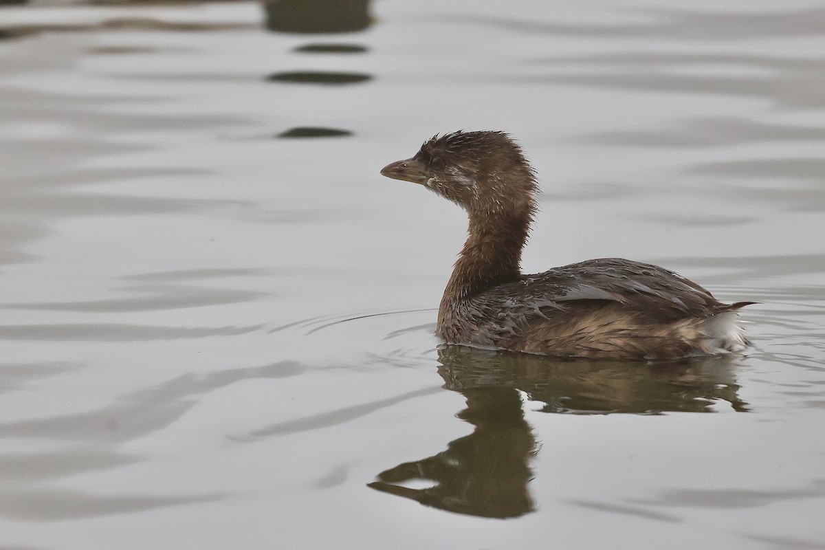 Pied-billed Grebe - ML647312058