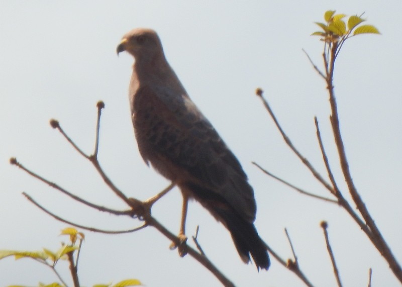 Otlak Şahini - ML647312072