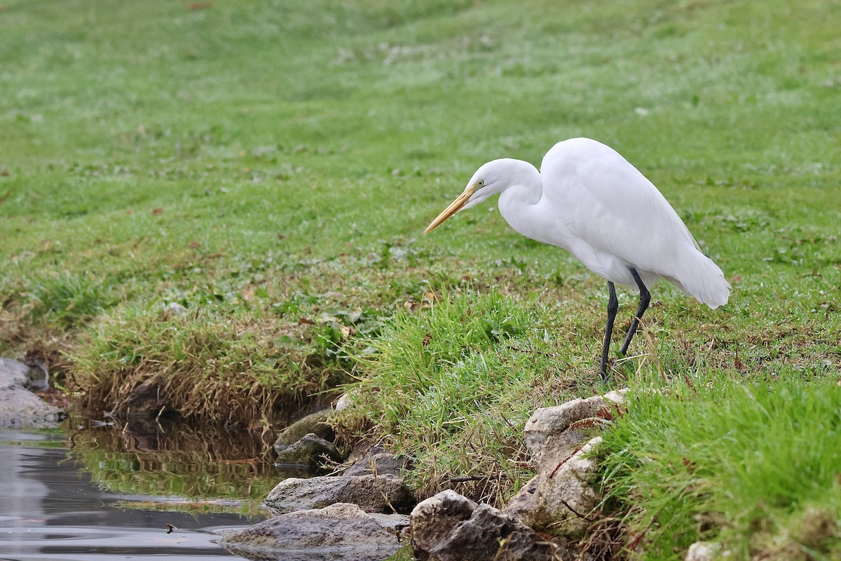 Great Egret (American) - ML647312076