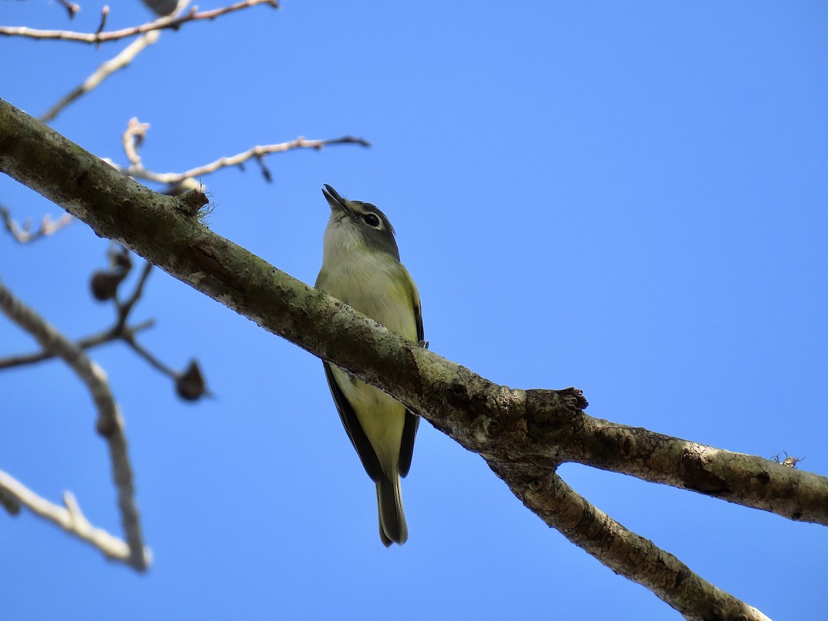 Blue-headed Vireo - ML647312107