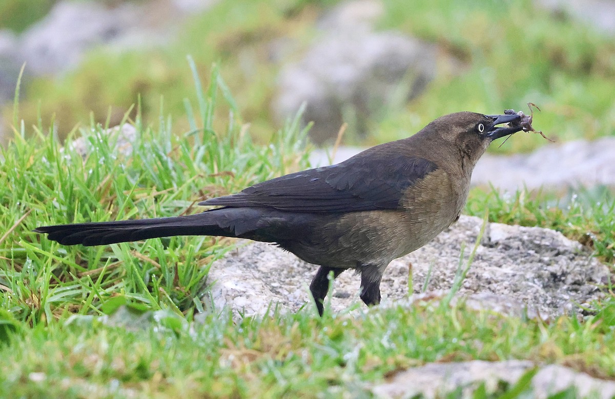 Great-tailed Grackle (Western) - ML647312110