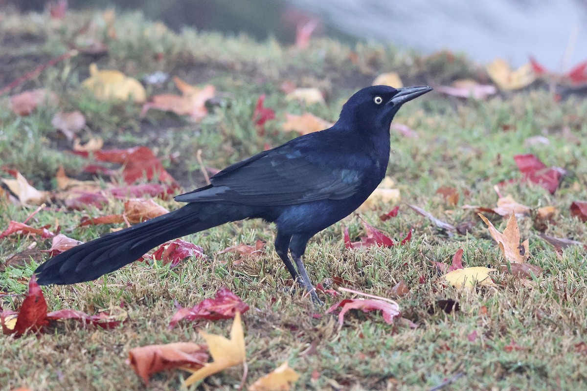 Great-tailed Grackle (Western) - ML647312111