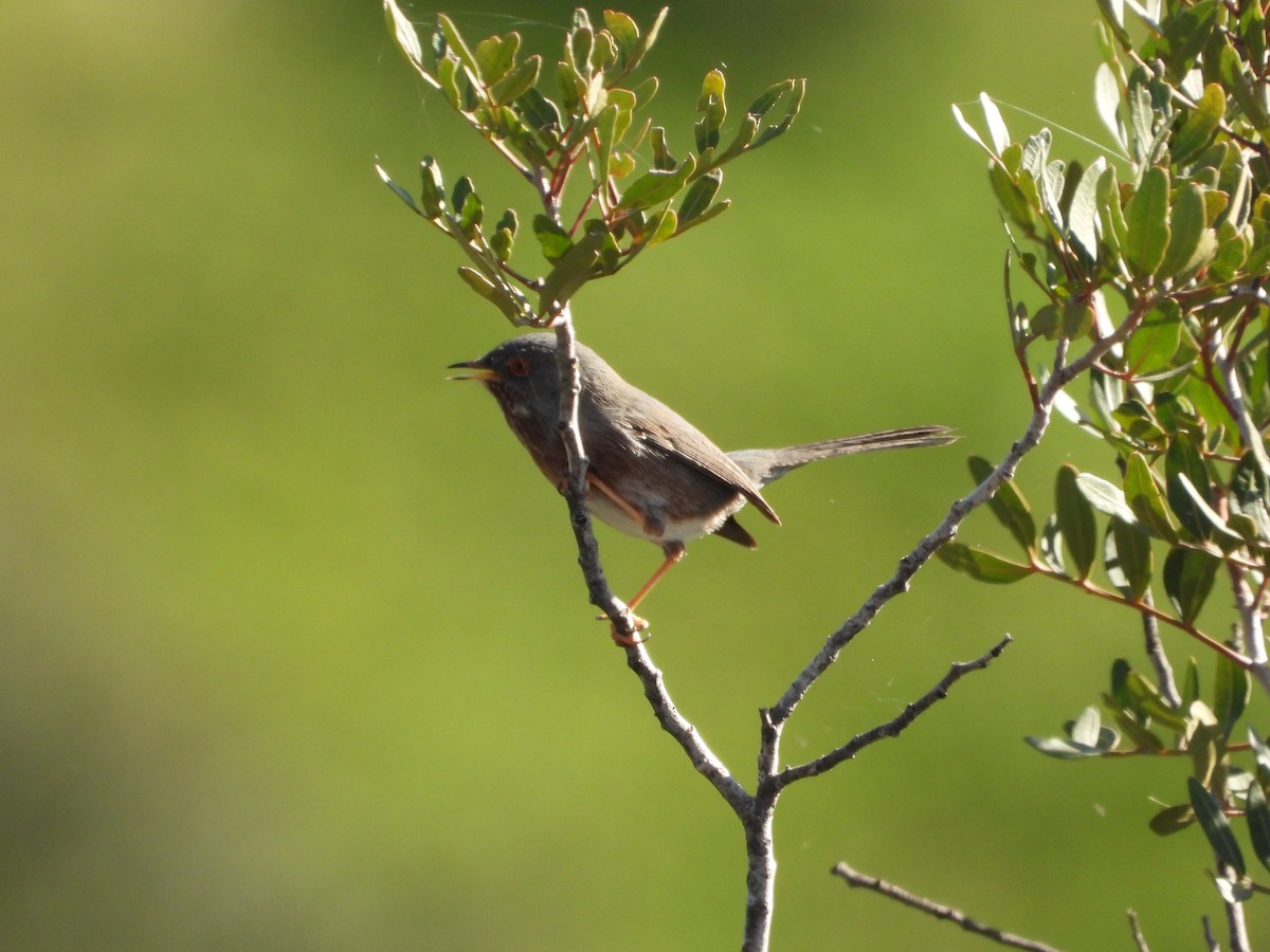 Funda Ötleğeni - ML647312119