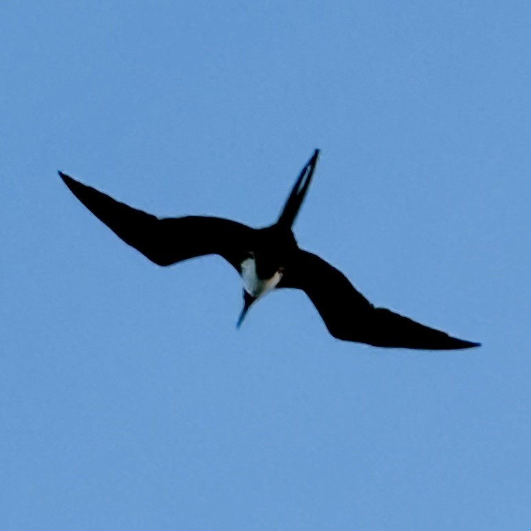 Magnificent Frigatebird - ML647312122