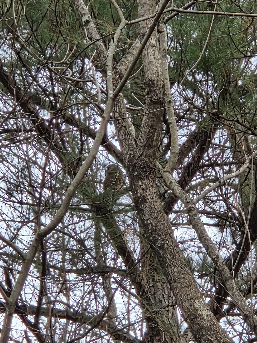 Barred Owl - ML647312123