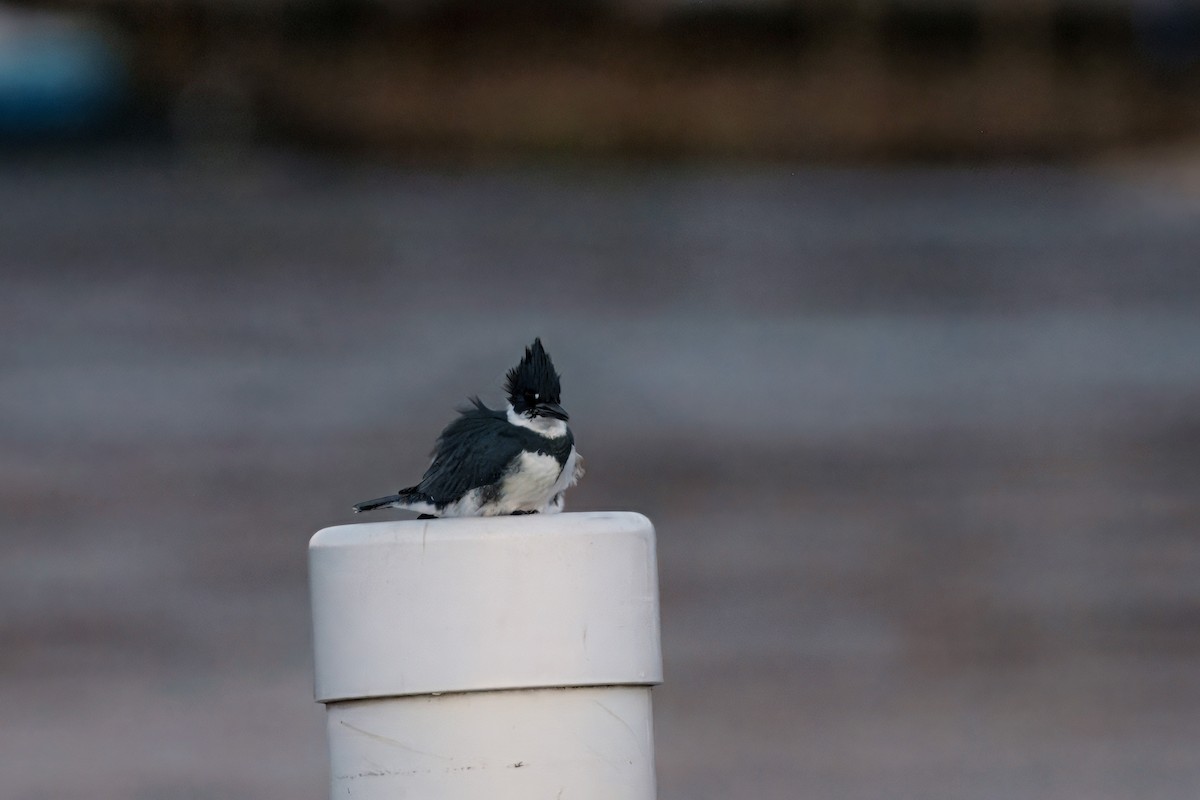 Gürtelfischer - ML647312124