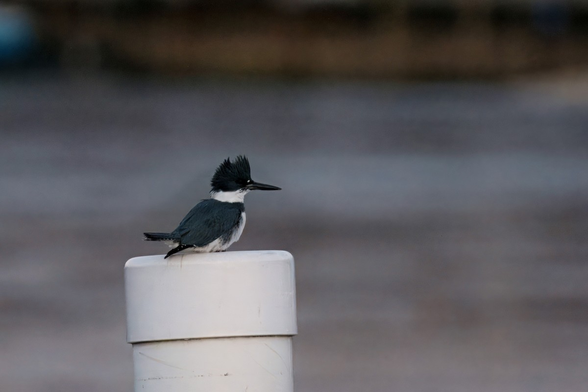 Gürtelfischer - ML647312125