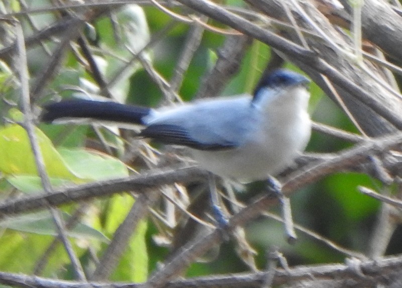 Tropikal Bitkuşu - ML647312143