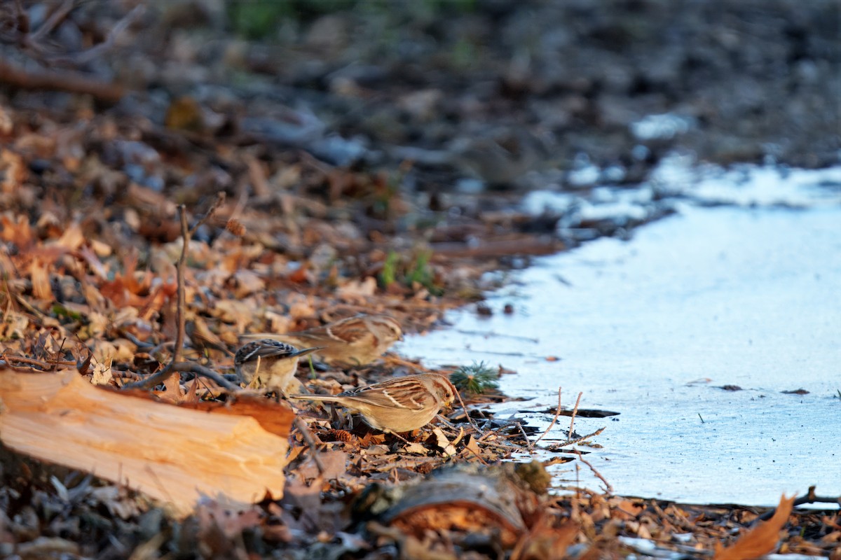 Baumammer - ML647312168