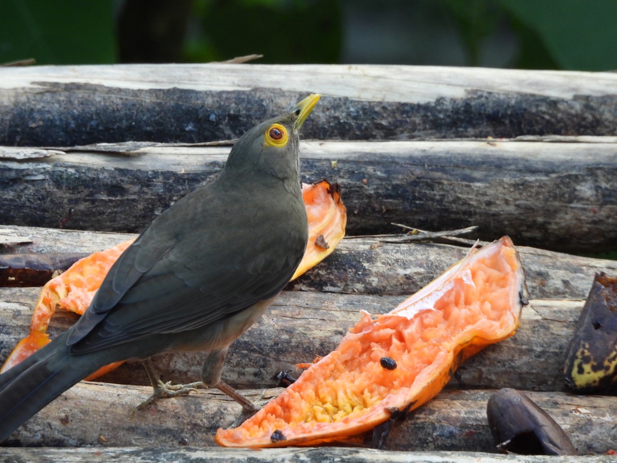 Spectacled Thrush - ML647312175