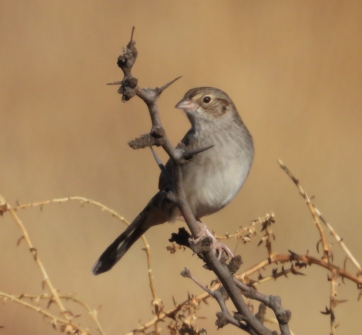 Cassin's Sparrow - ML647312181