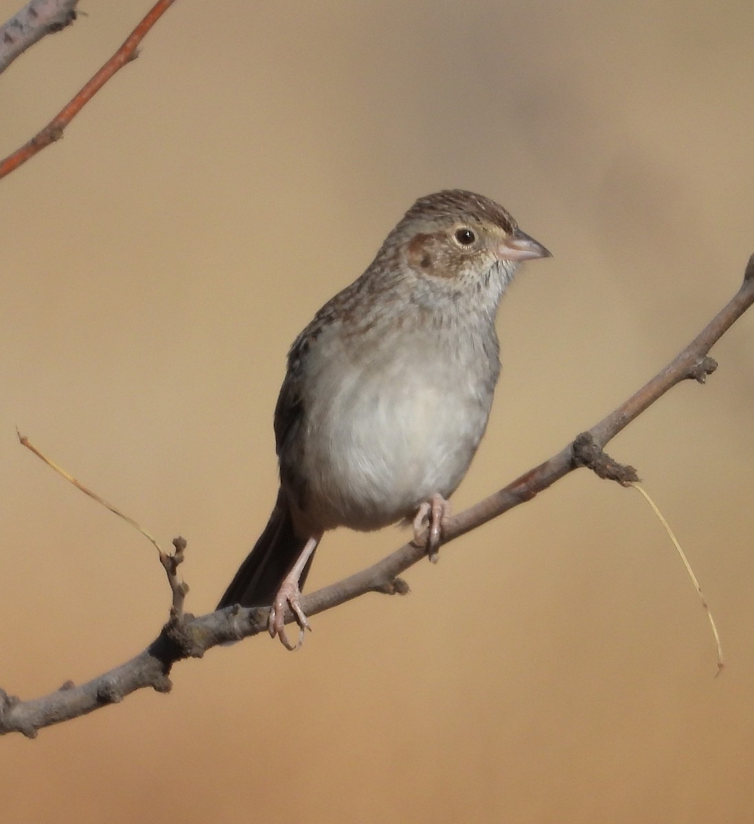 Cassin's Sparrow - ML647312182