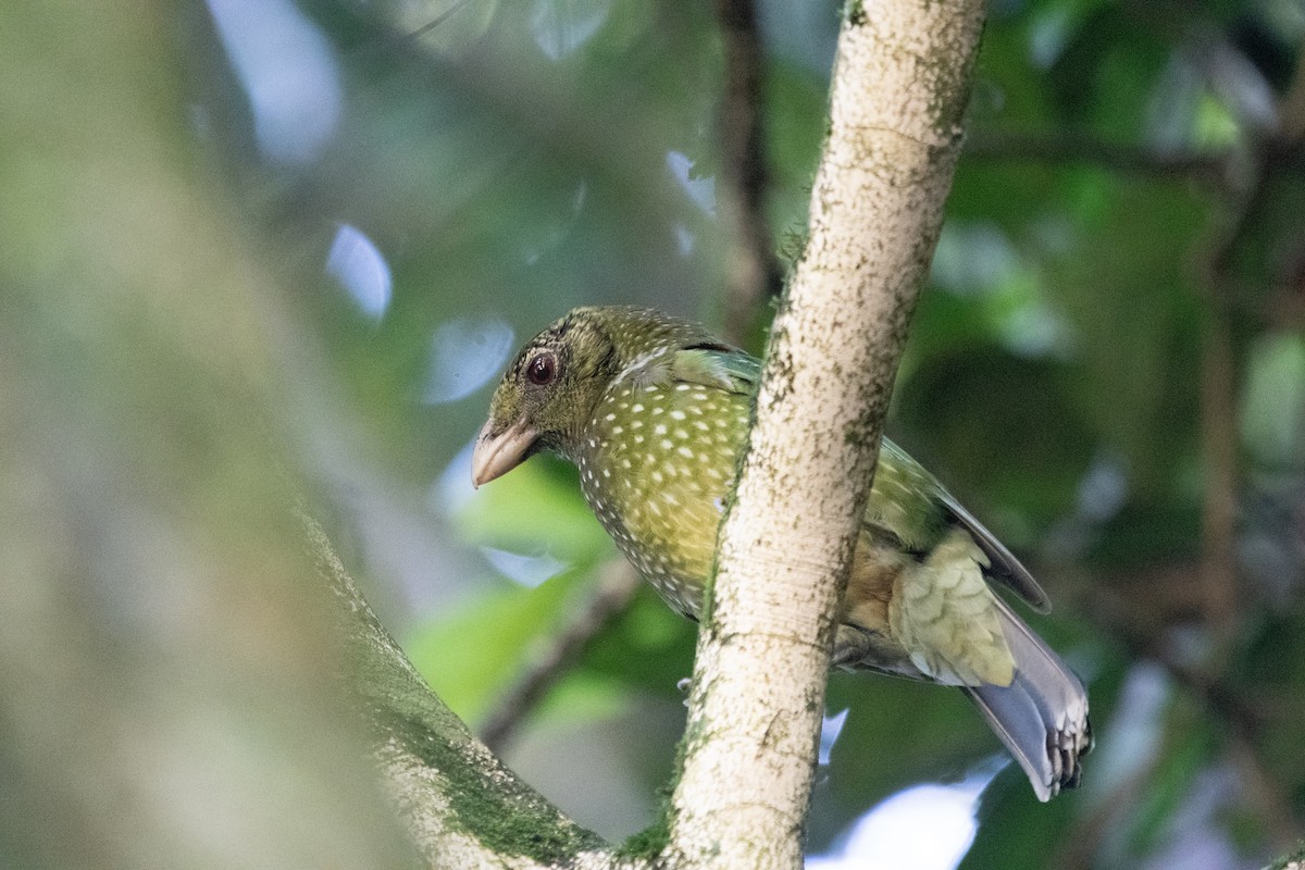 Green Catbird - ML647312183