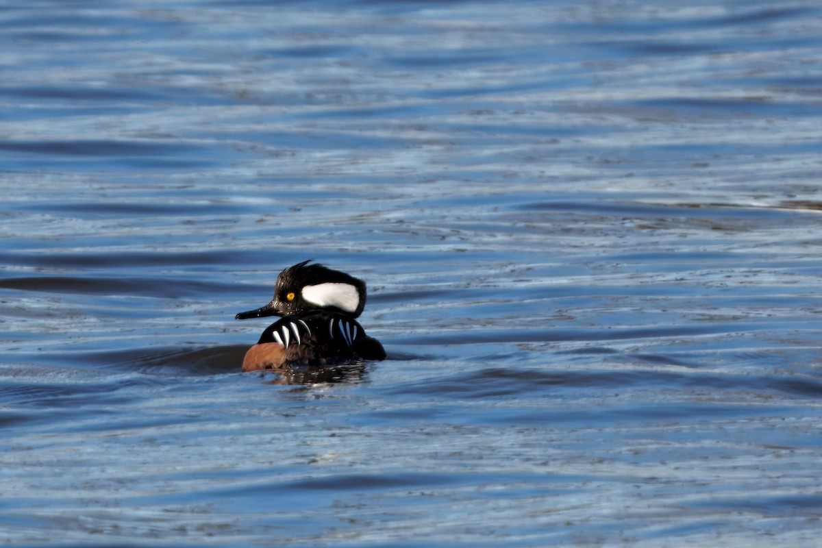 Kappensäger - ML647312186