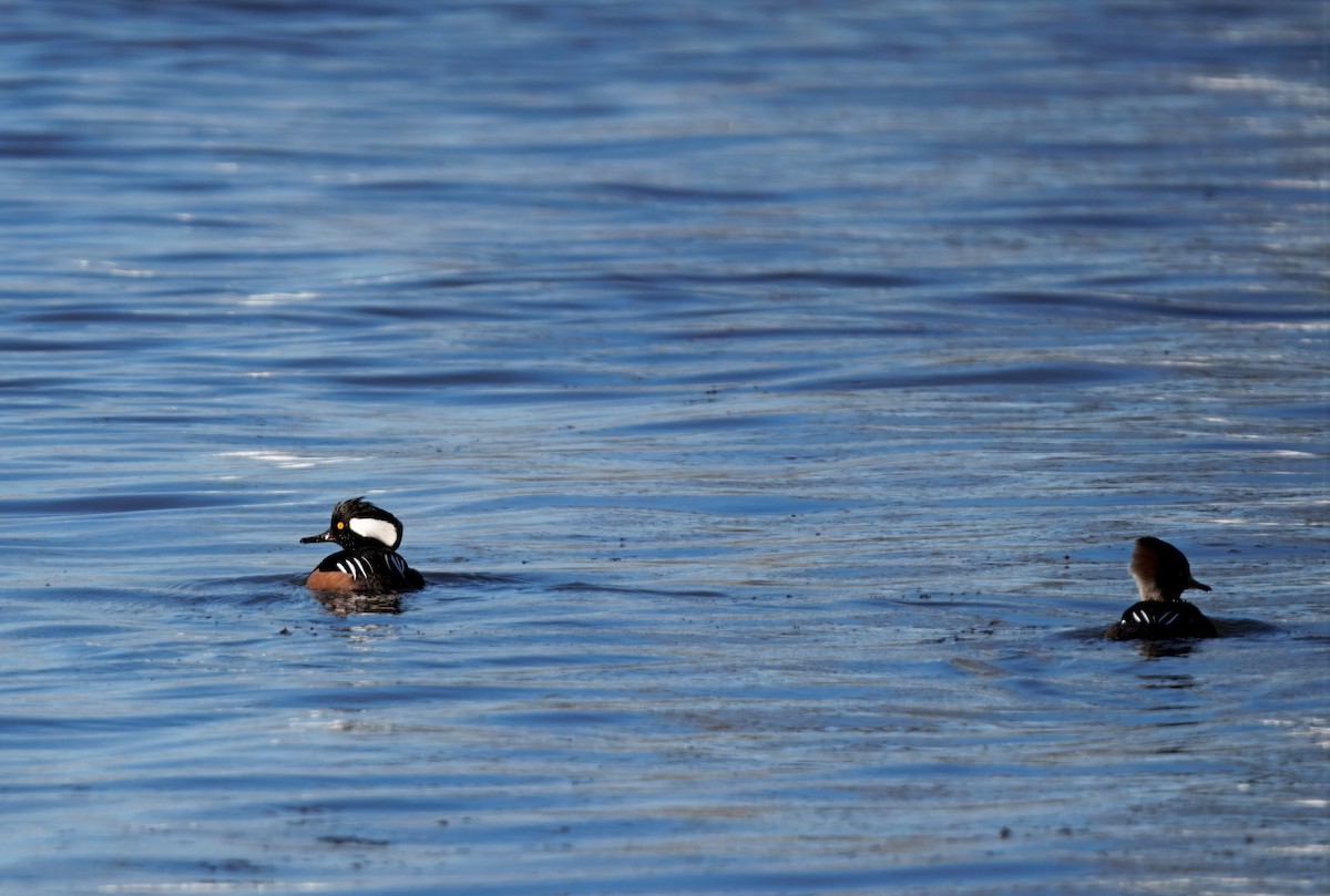 Kappensäger - ML647312187