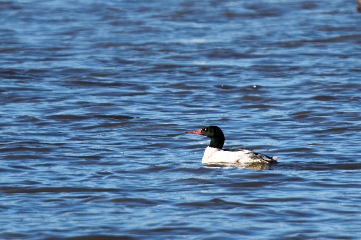 Gänsesäger - ML647312199