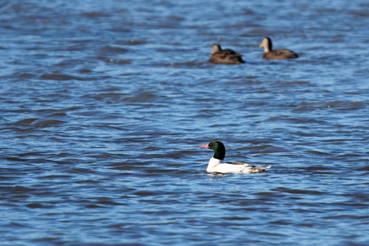 Gänsesäger - ML647312200