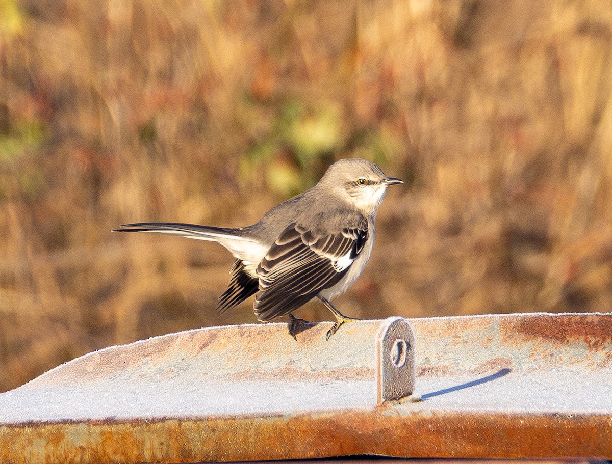 Пересмішник багатоголосий - ML647312201