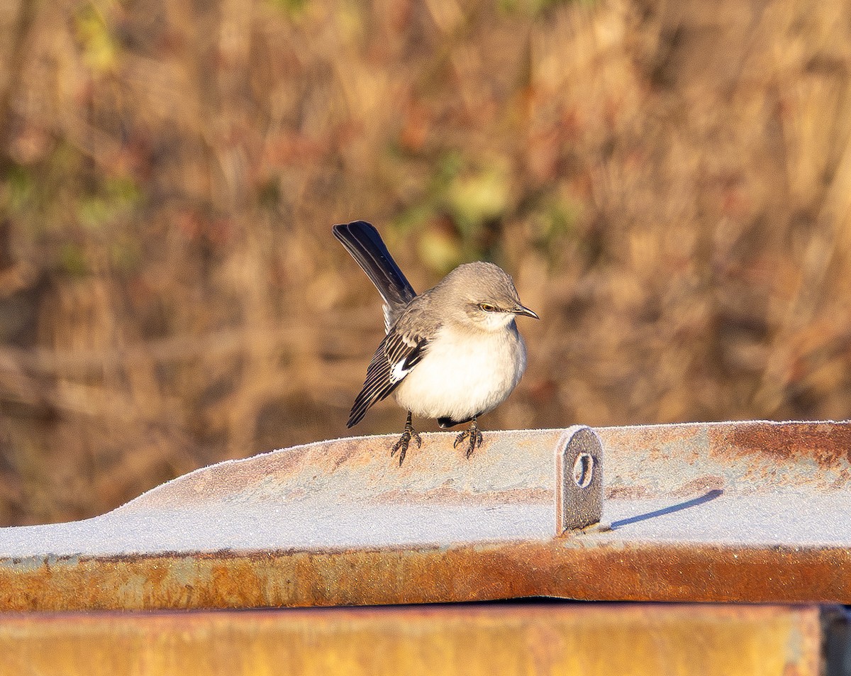 Пересмішник багатоголосий - ML647312202